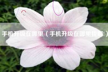手机升级在哪里（手机升级在哪里找啊!）